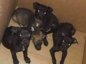 Cachorro raça Vira lata  idade Abaixo de 2 meses nome São 4 filhotes