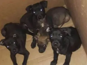 Cachorro raça Vira lata  idade Abaixo de 2 meses nome São 4 filhotes