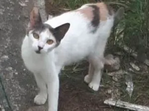 Gato raça vira lata idade 2 a 6 meses nome não tem 