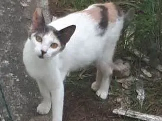 Gato ra a vira lata idade 2 a 6 meses nome não tem 