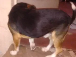 Cachorro raça SRD idade 4 anos nome Otamendi