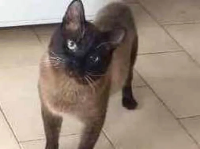 Gato ra a Siamês idade 6 ou mais anos nome Hoi