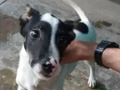 Cachorro ra a  idade 2 a 6 meses nome Spike