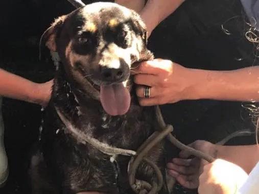 Cachorro ra a SRD idade 5 anos nome Biscoito