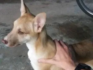 Cachorro raça  idade 2 a 6 meses nome Tyler