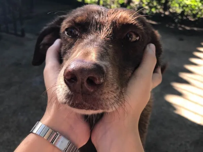 Cachorro ra a SRD idade 5 anos nome Chocolate