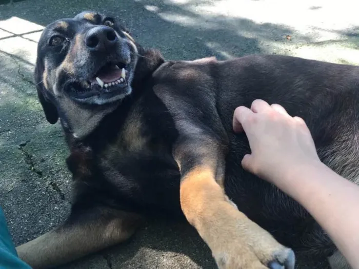 Cachorro ra a SRD idade 6 ou mais anos nome Loa