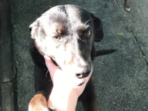 Cachorro raça SRD idade 6 ou mais anos nome Leo