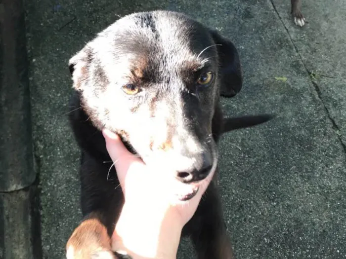 Cachorro ra a SRD idade 6 ou mais anos nome Leo
