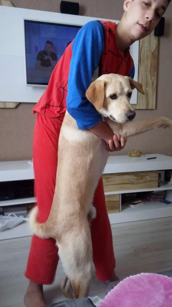 Cachorro ra a Mestiço de Labrador e SRD idade 7 a 11 meses nome Marley