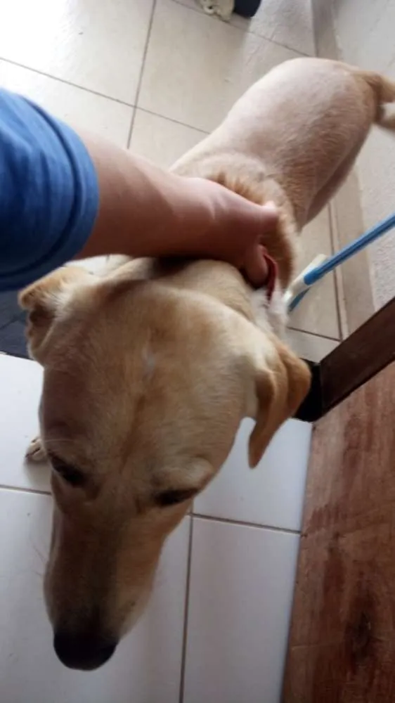 Cachorro ra a Mestiço de Labrador e SRD idade 7 a 11 meses nome Marley