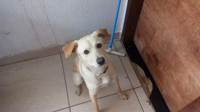 Cachorro ra a Mestiço de Labrador e SRD idade 7 a 11 meses nome Marley