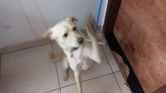 Cachorro ra a Mestiço de Labrador e SRD idade 7 a 11 meses nome Marley