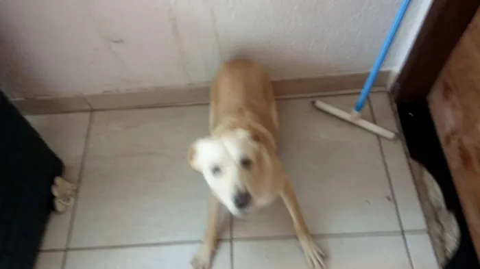 Cachorro ra a Mestiço de Labrador e SRD idade 7 a 11 meses nome Marley