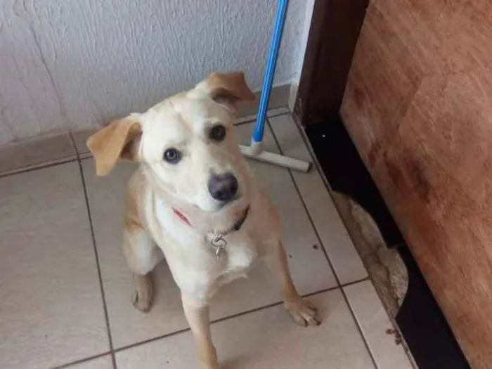 Cachorro ra a Mestiço de Labrador e SRD idade 7 a 11 meses nome Marley