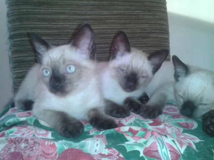 Gato ra a Siamês idade 2 a 6 meses nome não tem