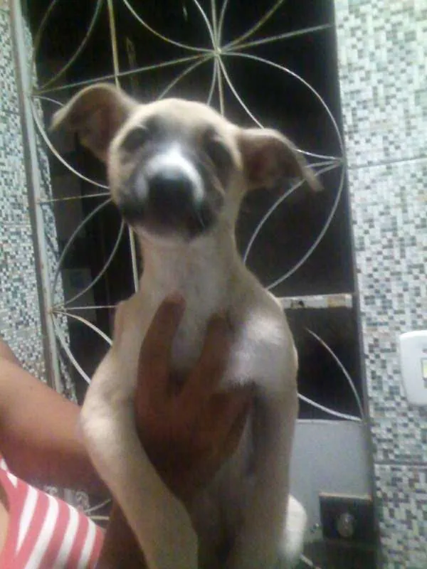 Cachorro raça  idade 2 a 6 meses nome AKIRA(PROVISÓRIO)