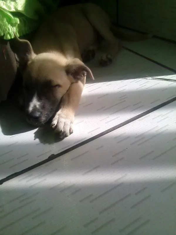Cachorro raça  idade 2 a 6 meses nome AKIRA(PROVISÓRIO)