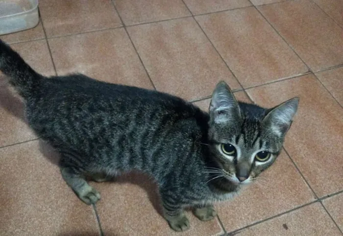Gato ra a  idade 7 a 11 meses nome alguns sem nomes