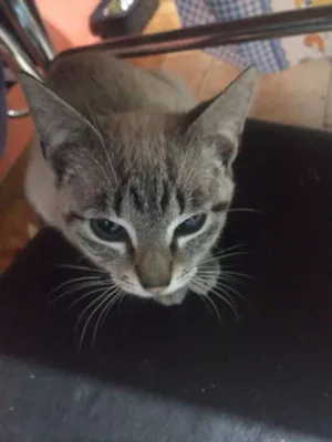 Gato raça  idade 7 a 11 meses nome alguns sem nomes