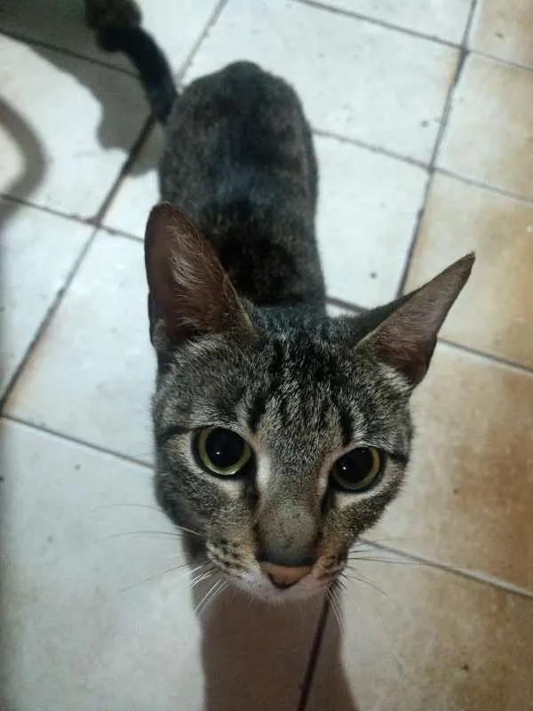 Gato ra a  idade 7 a 11 meses nome alguns sem nomes