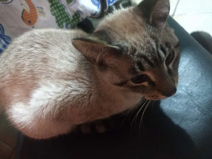 Gato ra a  idade 7 a 11 meses nome alguns sem nomes