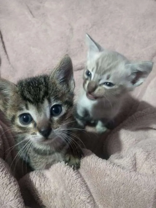 Gato ra a  idade 7 a 11 meses nome alguns sem nomes