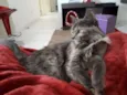 Piper