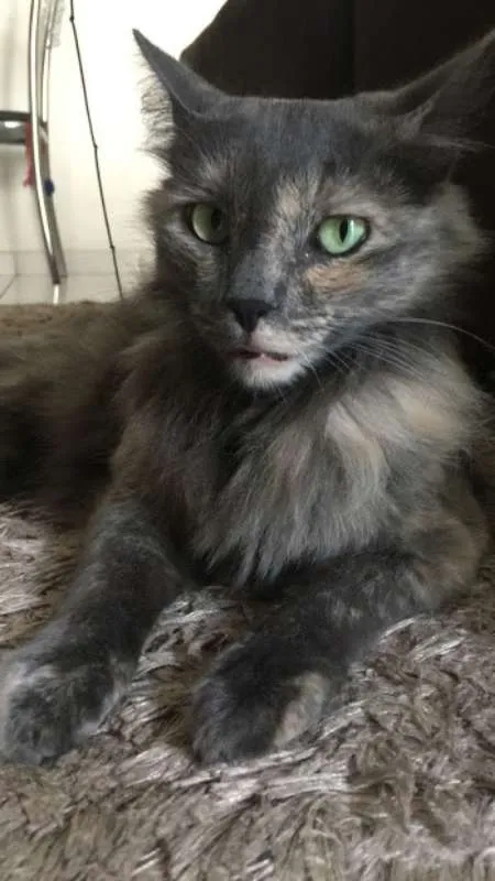 Gato ra a SRD idade 3 anos nome Piper