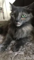 Piper
