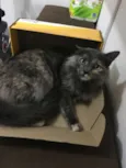Piper