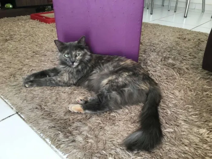Gato ra a SRD idade 3 anos nome Piper