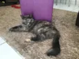 Piper