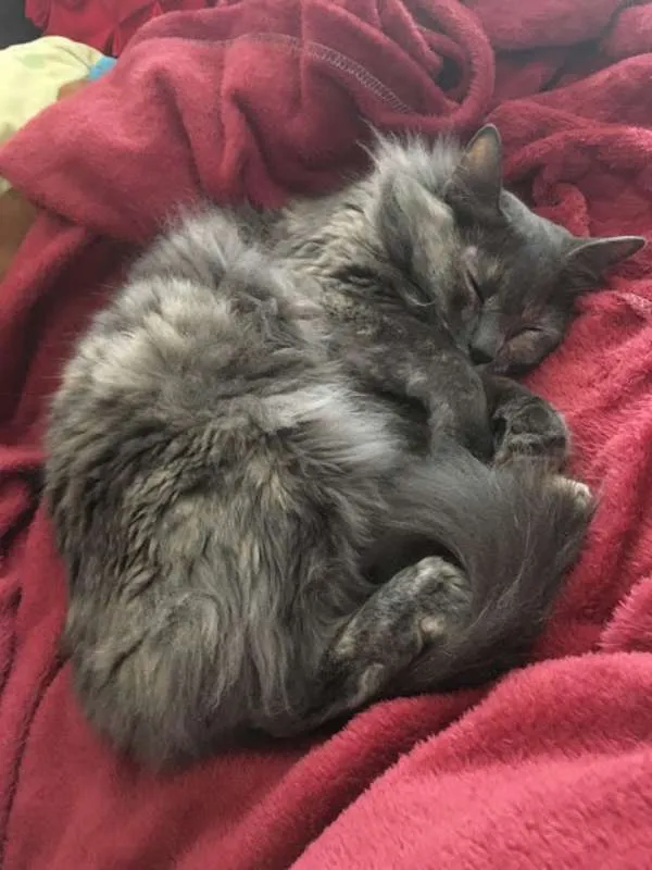 Gato ra a SRD idade 3 anos nome Piper
