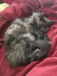 Piper