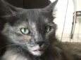 Piper