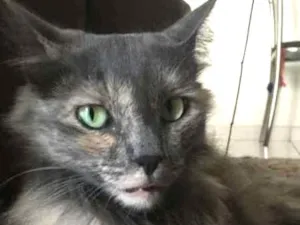 Gato raça SRD idade 3 anos nome Piper