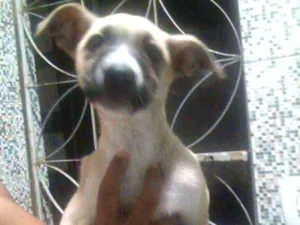 Cachorro raça  idade 2 a 6 meses nome AKIRA(PROVISÓRIO)