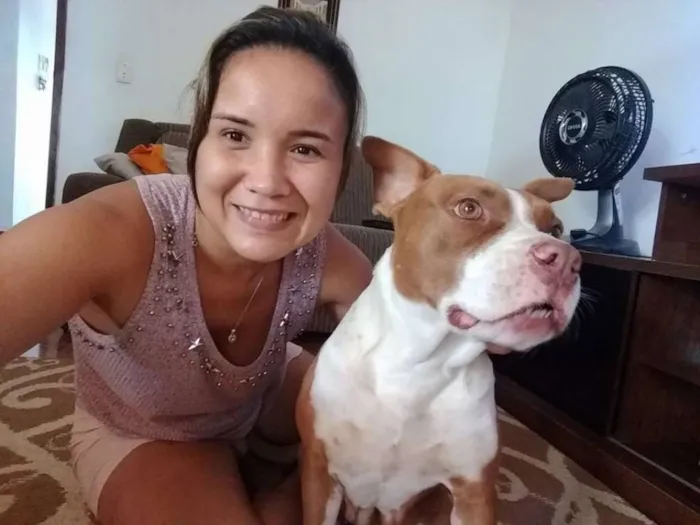 Cachorro ra a Pit-Bull idade 4 anos nome Pitty