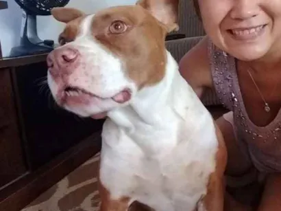 Cachorro raça Pit-Bull idade 4 anos nome Pitty
