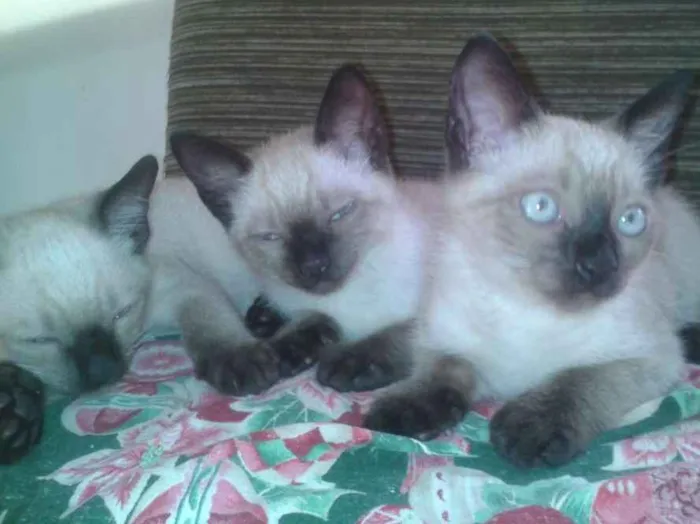 Gato ra a Siamês idade 2 a 6 meses nome não tem