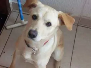 Cachorro raça Mestiço de Labrador e SRD idade 7 a 11 meses nome Marley