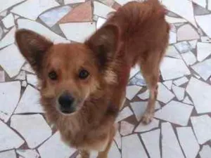 Cachorro raça SRD idade 1 ano nome Zeus