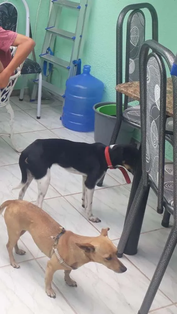 Cachorro ra a Não definida idade 6 ou mais anos nome Mel