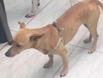 Cachorro ra a Não definida idade 6 ou mais anos nome Mel