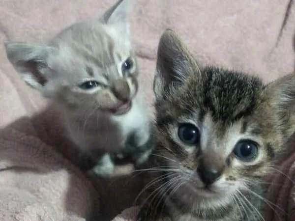 Gato ra a  idade 7 a 11 meses nome alguns sem nomes