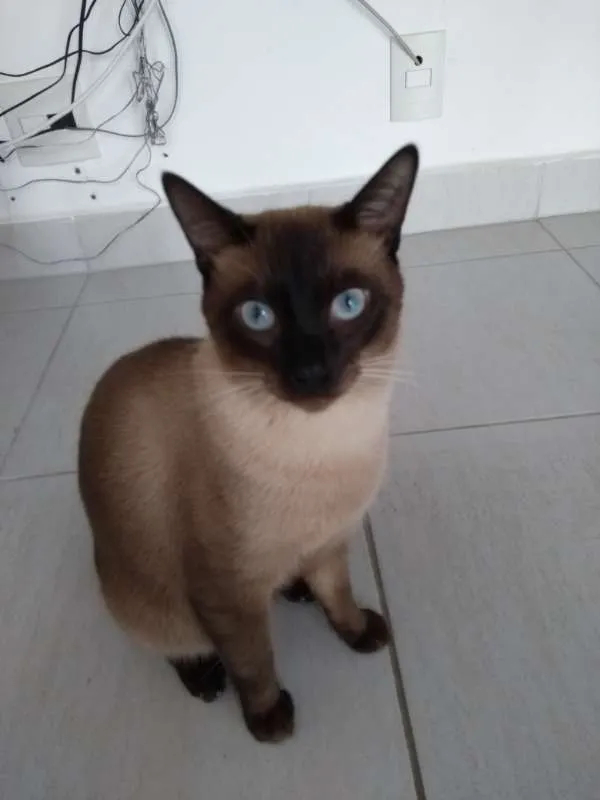 Gato raça siames idade 1 ano nome Mel