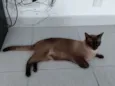 Mel