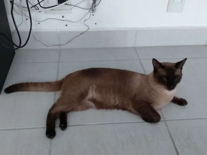 Gato raça siames idade 1 ano nome Mel