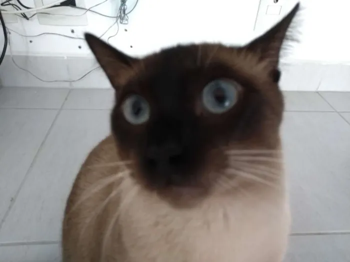 Gato raça siames idade 1 ano nome Mel